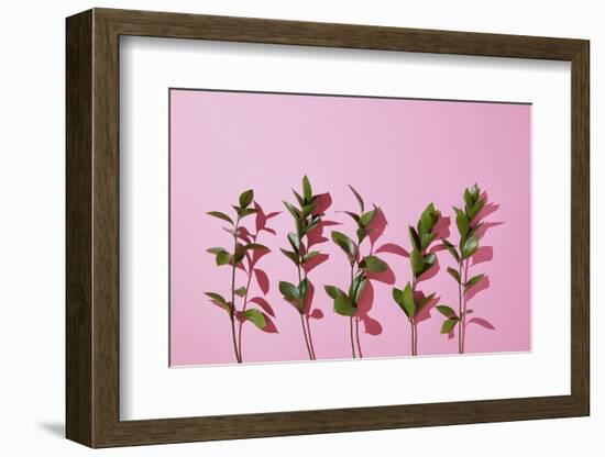Leaves on a Pink Background-artjazz-Framed Photographic Print
