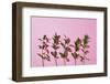 Leaves on a Pink Background-artjazz-Framed Photographic Print