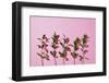 Leaves on a Pink Background-artjazz-Framed Photographic Print