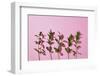 Leaves on a Pink Background-artjazz-Framed Photographic Print