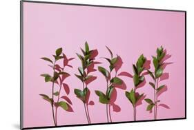 Leaves on a Pink Background-artjazz-Mounted Photographic Print