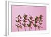 Leaves on a Pink Background-artjazz-Framed Photographic Print