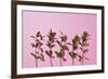 Leaves on a Pink Background-artjazz-Framed Photographic Print