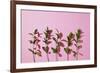 Leaves on a Pink Background-artjazz-Framed Photographic Print