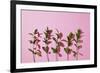 Leaves on a Pink Background-artjazz-Framed Photographic Print