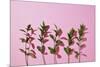 Leaves on a Pink Background-artjazz-Mounted Photographic Print