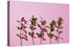 Leaves on a Pink Background-artjazz-Stretched Canvas
