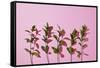 Leaves on a Pink Background-artjazz-Framed Stretched Canvas