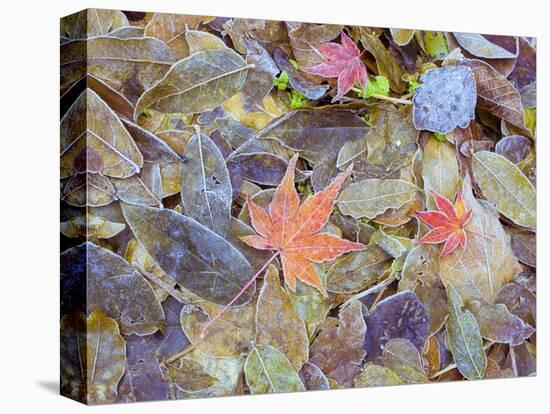 Leaves on ground covered in frost-null-Stretched Canvas