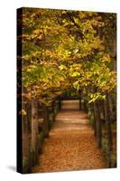 Leaves on plants in a park, Buen Retiro Park, Madrid, Spain-null-Stretched Canvas