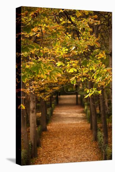 Leaves on plants in a park, Buen Retiro Park, Madrid, Spain-null-Stretched Canvas