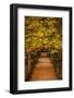 Leaves on plants in a park, Buen Retiro Park, Madrid, Spain-null-Framed Photographic Print