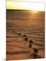 Leaves on the Dune-null-Mounted Photographic Print