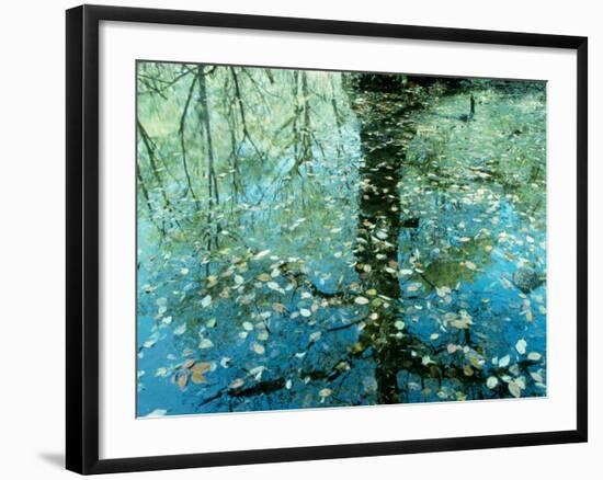 Leaves on the Water-null-Framed Photographic Print