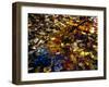 Leaves Reflection-null-Framed Photographic Print