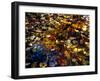 Leaves Reflection-null-Framed Photographic Print