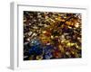 Leaves Reflection-null-Framed Photographic Print