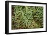 Leaves with Dew-Erin Berzel-Framed Photographic Print