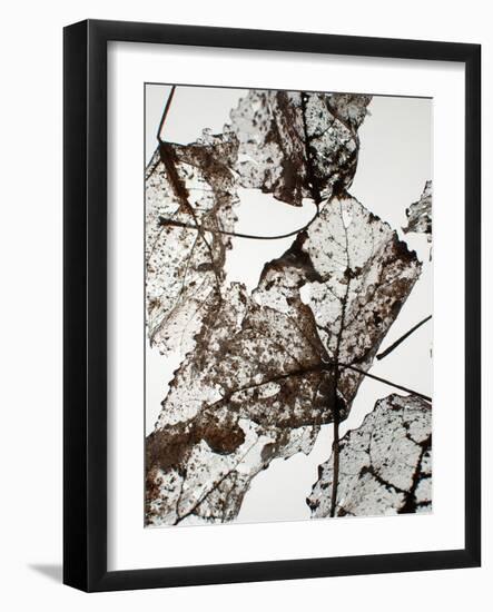 Leaves-Design Fabrikken-Framed Photographic Print