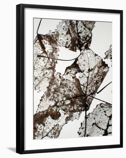 Leaves-Design Fabrikken-Framed Photographic Print