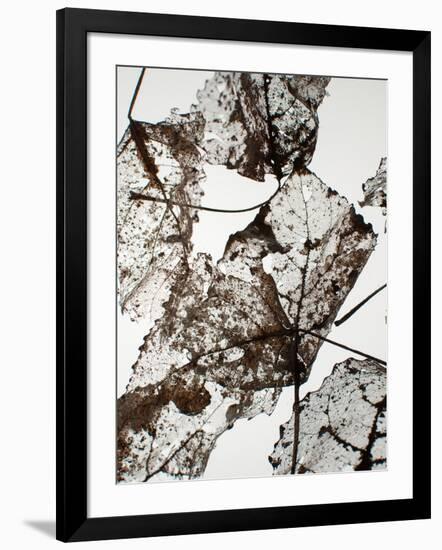 Leaves-Design Fabrikken-Framed Premium Photographic Print