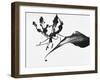 Leaves-Panoramic Images-Framed Photographic Print