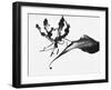 Leaves-Panoramic Images-Framed Photographic Print