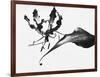 Leaves-Panoramic Images-Framed Photographic Print