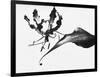 Leaves-Panoramic Images-Framed Photographic Print