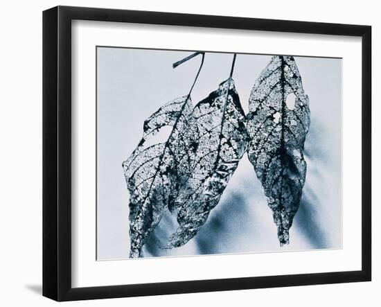 Leaves-Panoramic Images-Framed Photographic Print