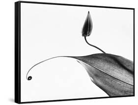 Leaves-Panoramic Images-Framed Stretched Canvas