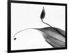 Leaves-Panoramic Images-Framed Photographic Print