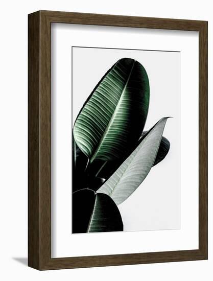 Leaves-Incado-Framed Photographic Print