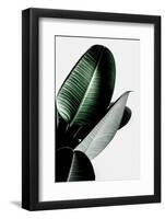 Leaves-Incado-Framed Photographic Print