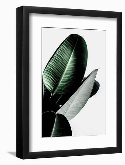 Leaves-Incado-Framed Photographic Print