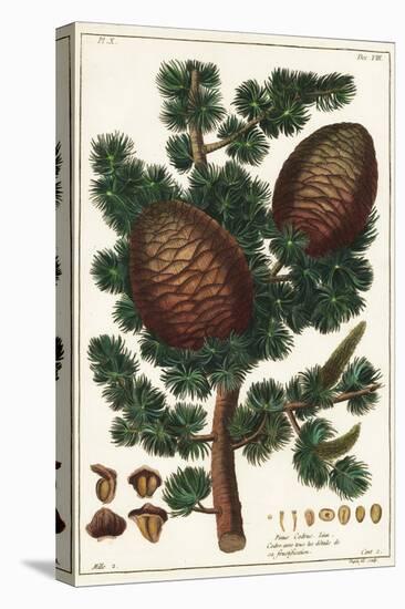 Lebanon Cedar Cedrus Libani Pinus Cedrus Linn-The Younger Dupin-Stretched Canvas