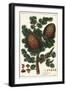 Lebanon Cedar Cedrus Libani Pinus Cedrus Linn-The Younger Dupin-Framed Giclee Print