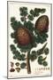 Lebanon Cedar Cedrus Libani Pinus Cedrus Linn-The Younger Dupin-Mounted Giclee Print