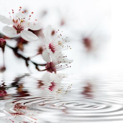 White Cherry Blossom - Square