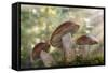 Leccinum insigne mushroom, Pacific Northwest, Seabeck, Washington.-Don Paulson-Framed Stretched Canvas