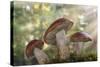 Leccinum insigne mushroom, Pacific Northwest, Seabeck, Washington.-Don Paulson-Stretched Canvas