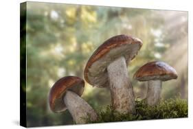 Leccinum insigne mushroom, Pacific Northwest, Seabeck, Washington.-Don Paulson-Stretched Canvas