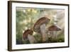 Leccinum insigne mushroom, Pacific Northwest, Seabeck, Washington.-Don Paulson-Framed Photographic Print