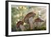Leccinum insigne mushroom, Pacific Northwest, Seabeck, Washington.-Don Paulson-Framed Photographic Print