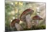Leccinum insigne mushroom, Pacific Northwest, Seabeck, Washington.-Don Paulson-Mounted Photographic Print