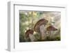 Leccinum insigne mushroom, Pacific Northwest, Seabeck, Washington.-Don Paulson-Framed Photographic Print