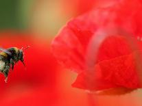 A Bumble Bee Hovers Over a Poppy Flower During a Summer Heat Wave in Santok, Poland, June 27, 2006-Lech Muszynski-Premium Photographic Print