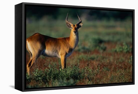 Lechwe at Sunrise-Paul Souders-Framed Stretched Canvas