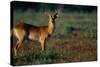 Lechwe at Sunrise-Paul Souders-Stretched Canvas