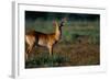 Lechwe at Sunrise-Paul Souders-Framed Photographic Print